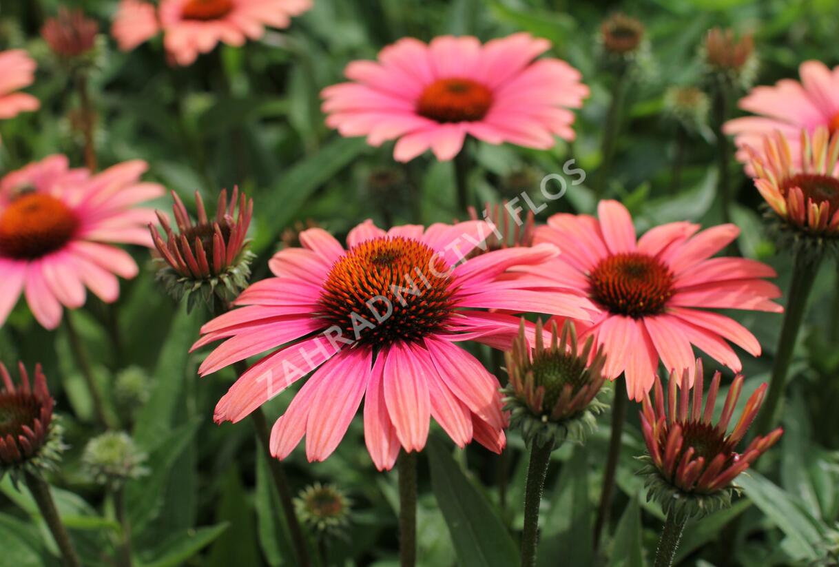 Třapatkovka nachová 'Papallo Classic Peach' n Coral' - Echinacea purpurea 'Papallo Classic Peach' n Coral'