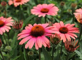 Třapatkovka nachová 'Papallo Classic Peach' n Coral' - Echinacea purpurea 'Papallo Classic Peach' n Coral'