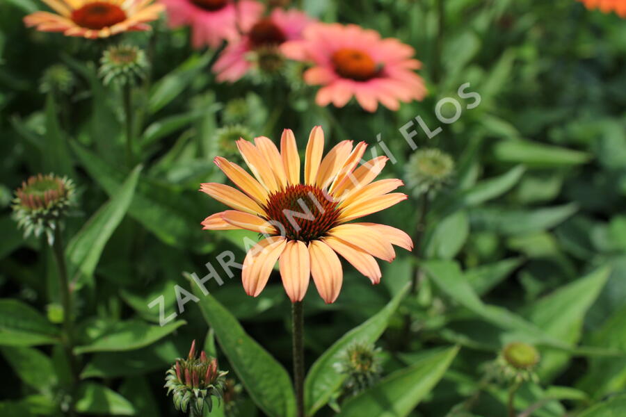 Třapatkovka nachová 'Papallo Classic Peach' n Coral' - Echinacea purpurea 'Papallo Classic Peach' n Coral'