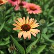 Třapatkovka nachová 'Papallo Classic Peach' n Coral' - Echinacea purpurea 'Papallo Classic Peach' n Coral'