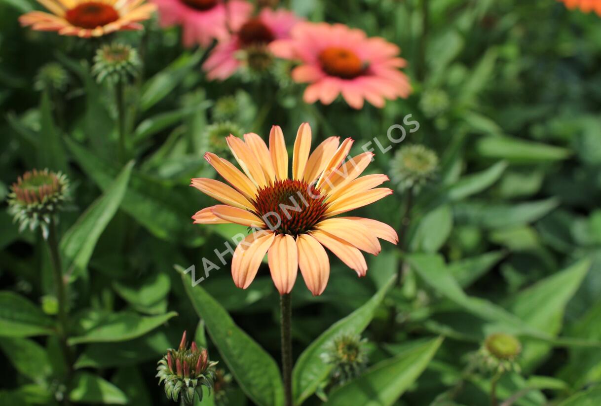Třapatkovka nachová 'Papallo Classic Peach' n Coral' - Echinacea purpurea 'Papallo Classic Peach' n Coral'
