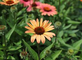 Třapatkovka nachová 'Papallo Classic Peach' n Coral' - Echinacea purpurea 'Papallo Classic Peach' n Coral'