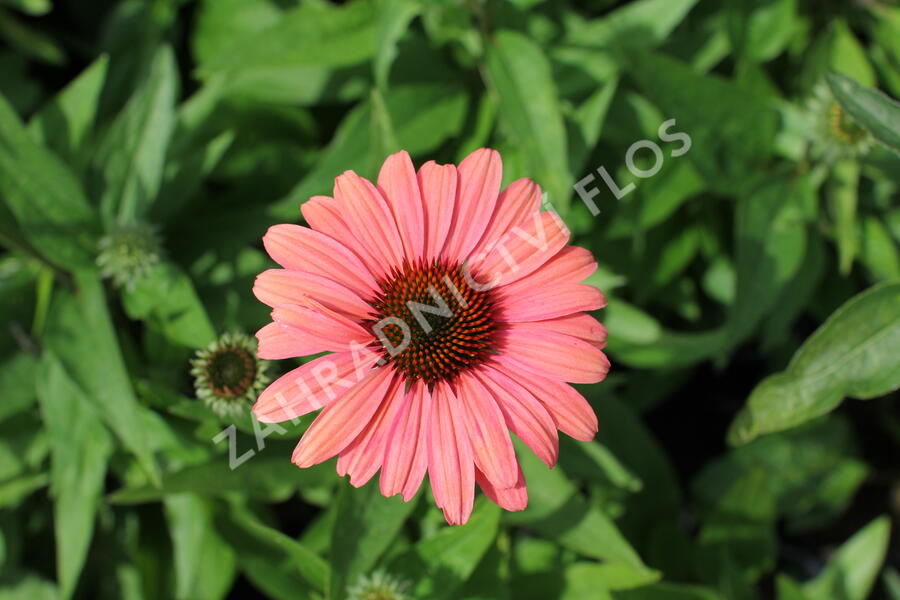 Třapatkovka nachová 'Papallo Classic Peach' n Coral' - Echinacea purpurea 'Papallo Classic Peach' n Coral'