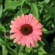 Třapatkovka nachová 'Papallo Classic Peach' n Coral' - Echinacea purpurea 'Papallo Classic Peach' n Coral'