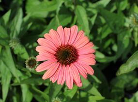 Třapatkovka nachová 'Papallo Classic Peach' n Coral' - Echinacea purpurea 'Papallo Classic Peach' n Coral'