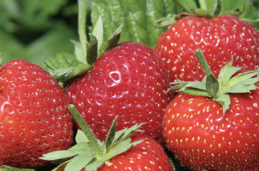 Jahodník jednouplodící 'Parfum Swissheart' - Fragaria ananassa 'Parfum Swissheart'