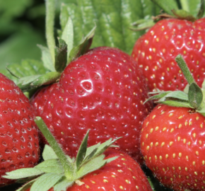 Jahodník jednouplodící 'Parfum Swissheart' - Fragaria ananassa 'Parfum Swissheart'
