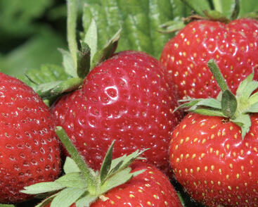 Jahodník jednouplodící 'Parfum Swissheart'