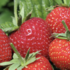 Fragaria ananassa 'Parfum Swissheart'.png