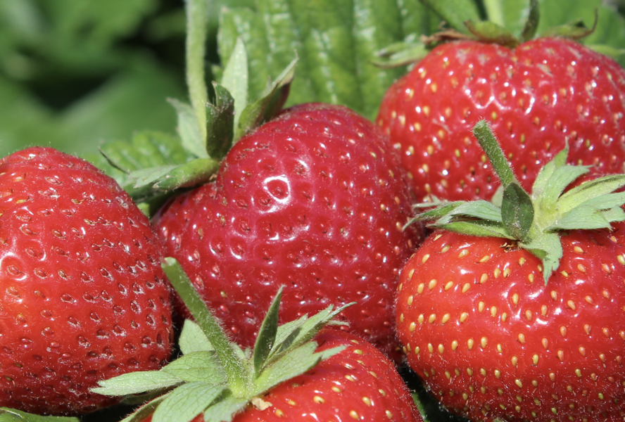 Jahodník jednouplodící 'Parfum Swissheart' - Fragaria ananassa 'Parfum Swissheart'