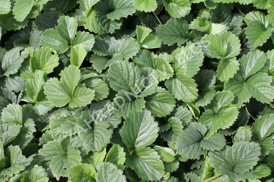 Jahodník jednouplodící 'Parfum Swissheart' - Fragaria ananassa 'Parfum Swissheart'