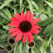 Třepatovka nachová 'Papallo Classic Scarlet on Black' - Echinacea purpurea 'Papallo Classic Scarlet on Black'