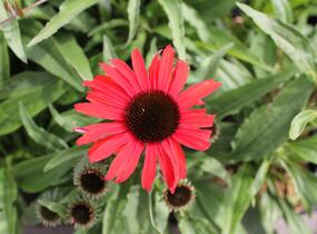 Třapatovka nachová 'Papallo Classic Scarlet on Black' - Echinacea purpurea 'Papallo Classic Scarlet on Black'