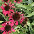 Třepatovka nachová 'Papallo Classic Scarlet on Black' - Echinacea purpurea 'Papallo Classic Scarlet on Black'