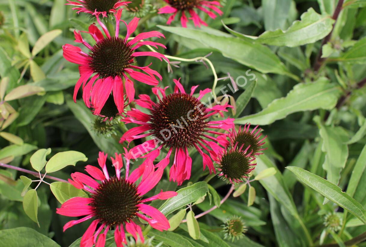 Třapatovka nachová 'Papallo Classic Scarlet on Black' - Echinacea purpurea 'Papallo Classic Scarlet on Black'
