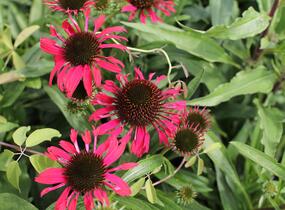 Třapatovka nachová 'Papallo Classic Scarlet on Black' - Echinacea purpurea 'Papallo Classic Scarlet on Black'