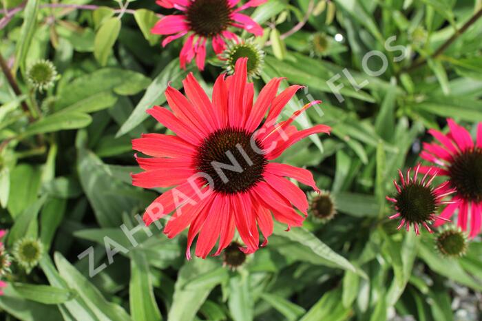 Třepatovka nachová 'Papallo Classic Scarlet on Black' - Echinacea purpurea 'Papallo Classic Scarlet on Black'