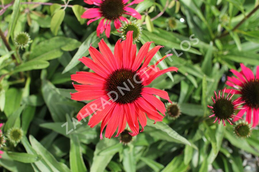 Třepatovka nachová 'Papallo Classic Scarlet on Black' - Echinacea purpurea 'Papallo Classic Scarlet on Black'