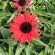 Třepatovka nachová 'Papallo Classic Scarlet on Black' - Echinacea purpurea 'Papallo Classic Scarlet on Black'