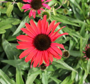 Třepatovka nachová 'Papallo Classic Scarlet on Black' - Echinacea purpurea 'Papallo Classic Scarlet on Black'