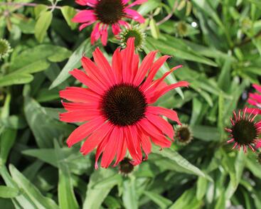 Třapatovka nachová 'Papallo Classic Scarlet on Black'
