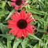 Echinacea purpurea 'Papallo Classic Scarlet on Black'.JPG