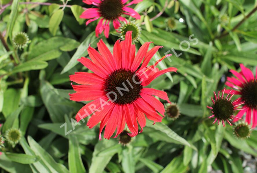 Třapatovka nachová 'Papallo Classic Scarlet on Black' - Echinacea purpurea 'Papallo Classic Scarlet on Black'