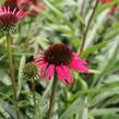 Třepatovka nachová 'Papallo Classic Scarlet on Black' - Echinacea purpurea 'Papallo Classic Scarlet on Black'