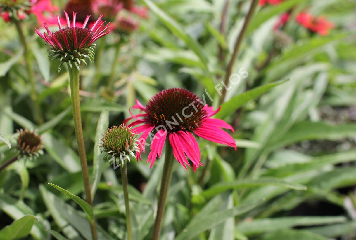 Třapatovka nachová 'Papallo Classic Scarlet on Black' - Echinacea purpurea 'Papallo Classic Scarlet on Black'
