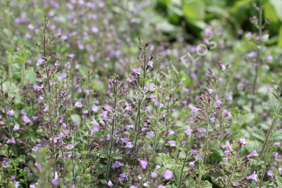 Marulka lékařská 'Marvelette Blue' - Calamintha nepeta 'Marvelette Blue'