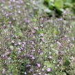 Marulka lékařská 'Marvelette Blue' - Calamintha nepeta 'Marvelette Blue'