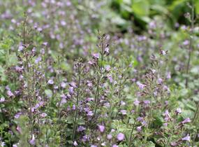 Marulka lékařská 'Marvelette Blue' - Calamintha nepeta 'Marvelette Blue'