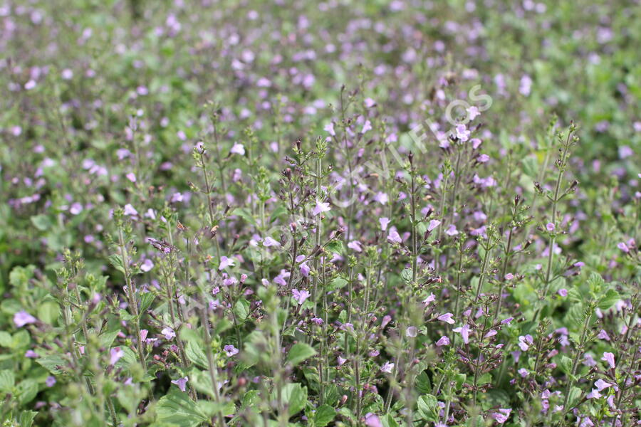 Marulka lékařská 'Marvelette Blue' - Calamintha nepeta 'Marvelette Blue'