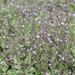 Marulka lékařská 'Marvelette Blue' - Calamintha nepeta 'Marvelette Blue'