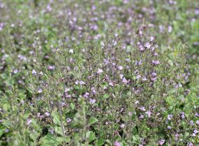 Marulka lékařská 'Marvelette Blue' - Calamintha nepeta 'Marvelette Blue'