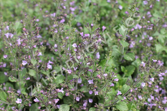 Marulka lékařská 'Marvelette Blue' - Calamintha nepeta 'Marvelette Blue'