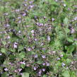 Marulka lékařská 'Marvelette Blue' - Calamintha nepeta 'Marvelette Blue'