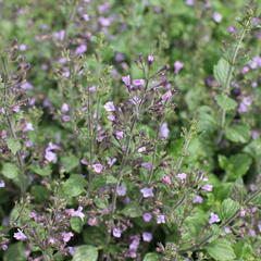 Marulka lékařská 'Marvelette Blue' - Calamintha nepeta 'Marvelette Blue'