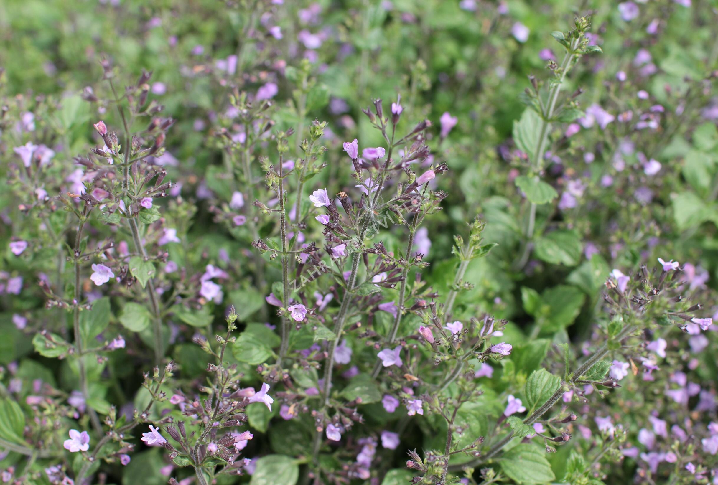 Marulka lékařská 'Marvelette Blue' - Calamintha nepeta 'Marvelette Blue ...