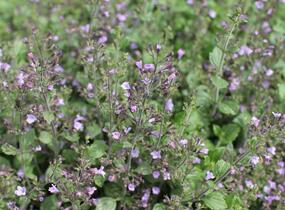 Marulka lékařská 'Marvelette Blue' - Calamintha nepeta 'Marvelette Blue'
