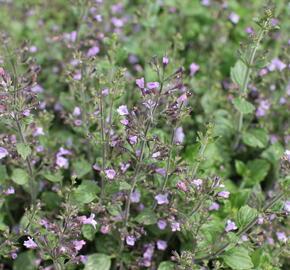 Marulka lékařská 'Marvelette Blue' - Calamintha nepeta 'Marvelette Blue'
