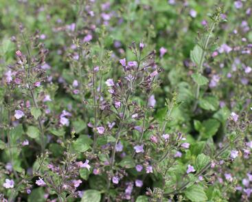 Marulka lékařská 'Marvelette Blue'