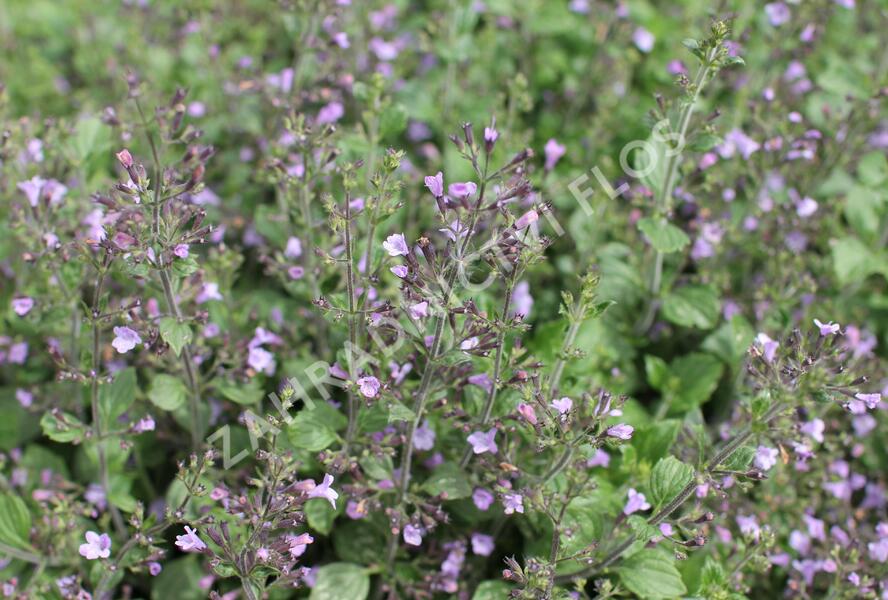 Marulka lékařská 'Marvelette Blue' - Calamintha nepeta 'Marvelette Blue'