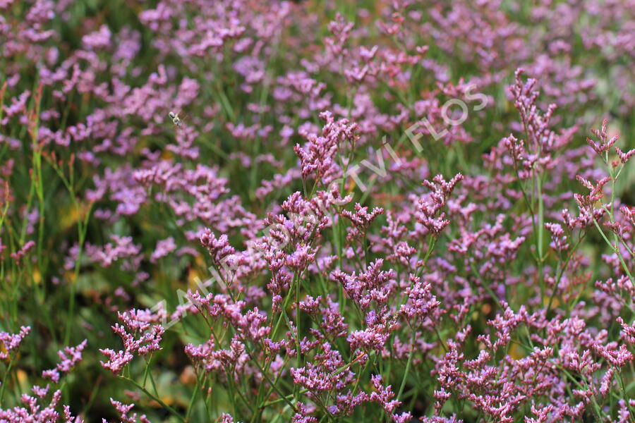 Limonka Gmelinova 'Dazzle Rocks' - Limonium gmelinii 'Dazzle Rocks'