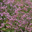 Limonka Gmelinova 'Dazzle Rocks' - Limonium gmelinii 'Dazzle Rocks'