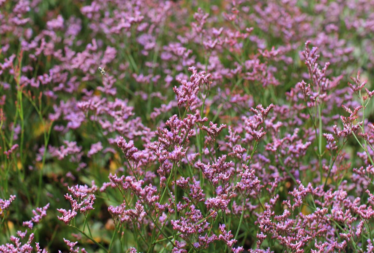 Limonka Gmelinova 'Dazzle Rocks' - Limonium gmelinii 'Dazzle Rocks'