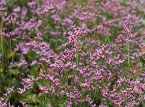 Limonka Gmelinova 'Dazzle Rocks' - Limonium gmelinii 'Dazzle Rocks'