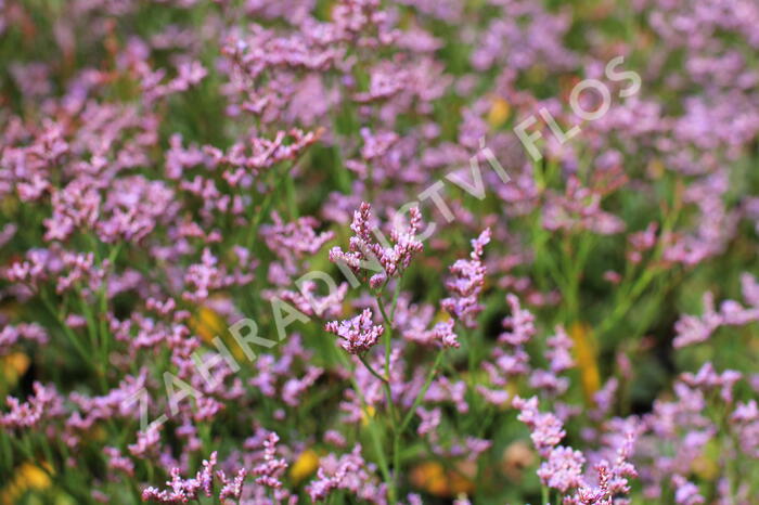 Limonka Gmelinova 'Dazzle Rocks' - Limonium gmelinii 'Dazzle Rocks'