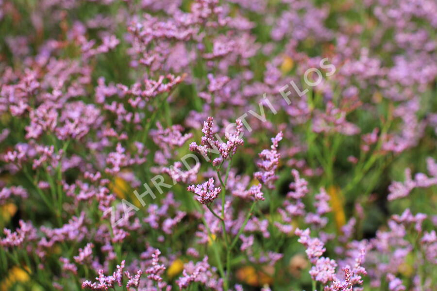 Limonka Gmelinova 'Dazzle Rocks' - Limonium gmelinii 'Dazzle Rocks'