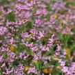 Limonka Gmelinova 'Dazzle Rocks' - Limonium gmelinii 'Dazzle Rocks'